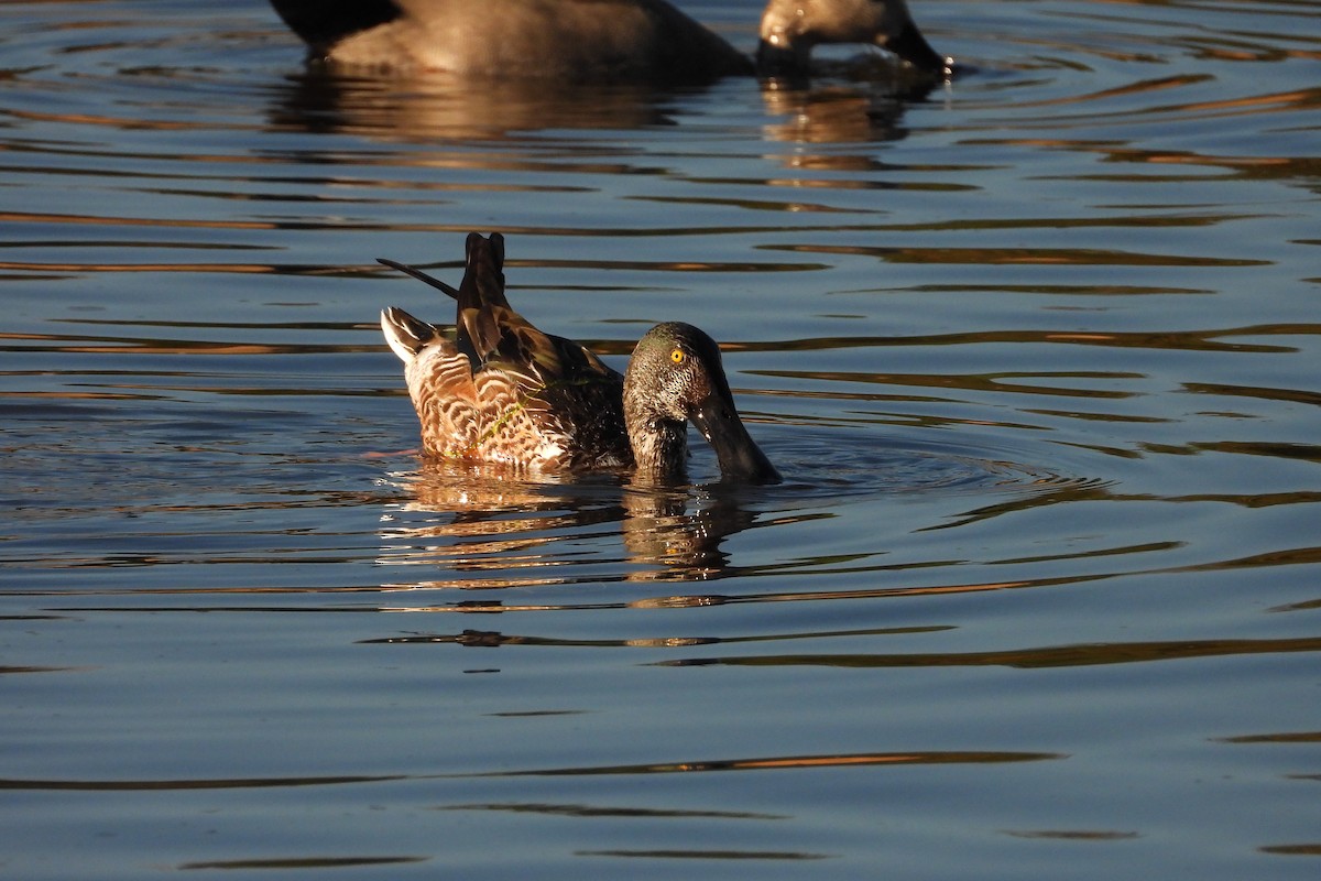 Northern Shoveler - ML645687457