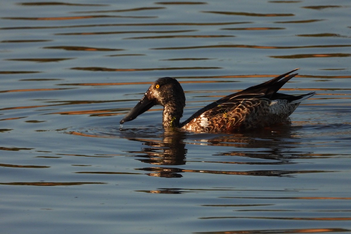 Northern Shoveler - ML645687458