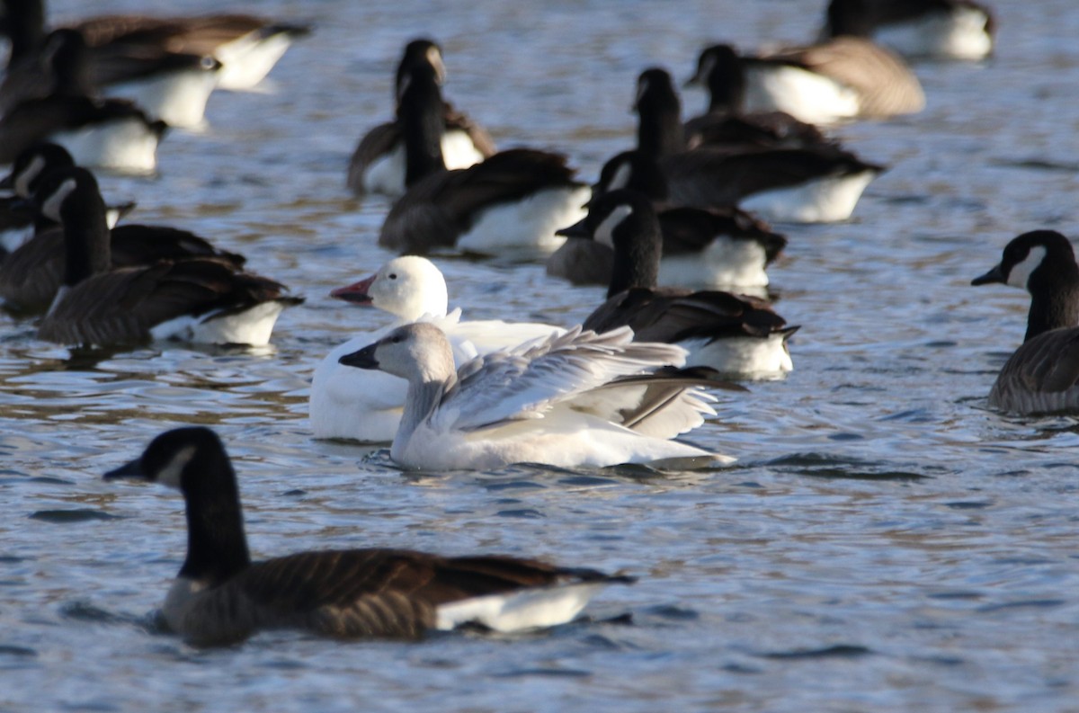 Snow Goose - ML645687464
