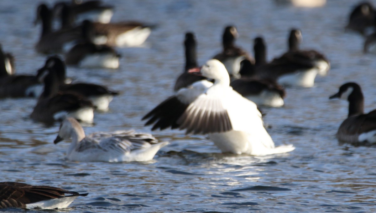 Snow Goose - ML645687465