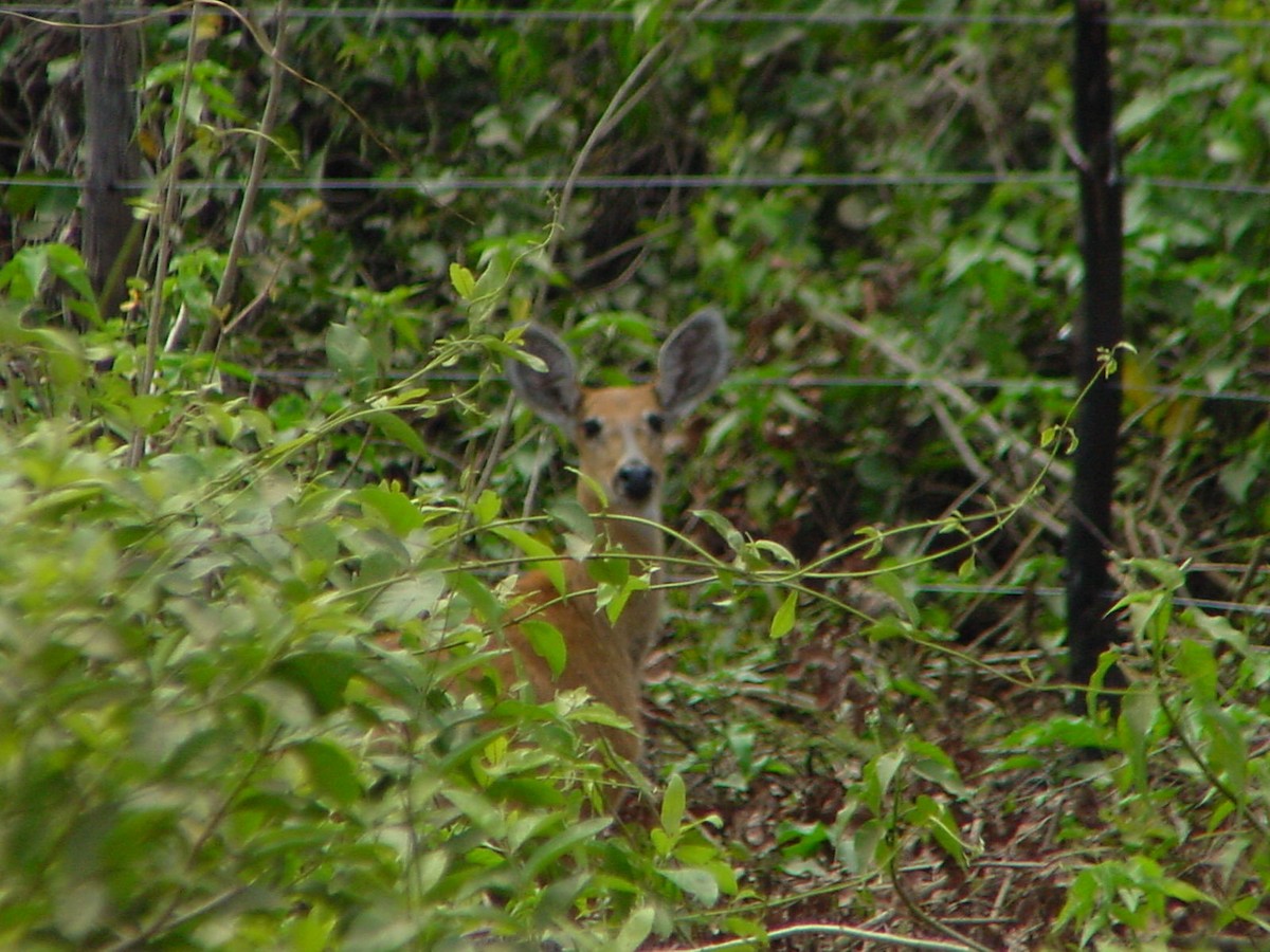 Marsh Deer - ML645687467