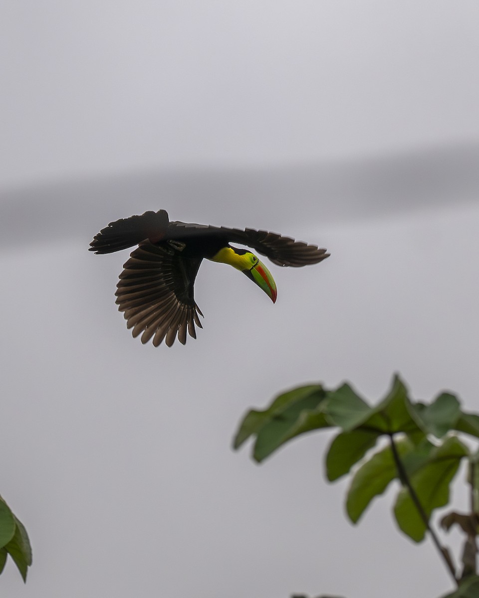 Fischertukan - ML645687474