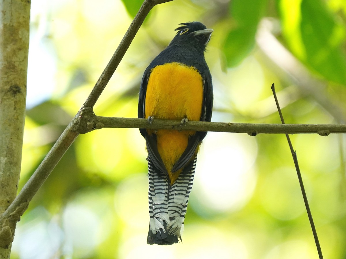 Amazonian Violaceous Trogon - ML645687476