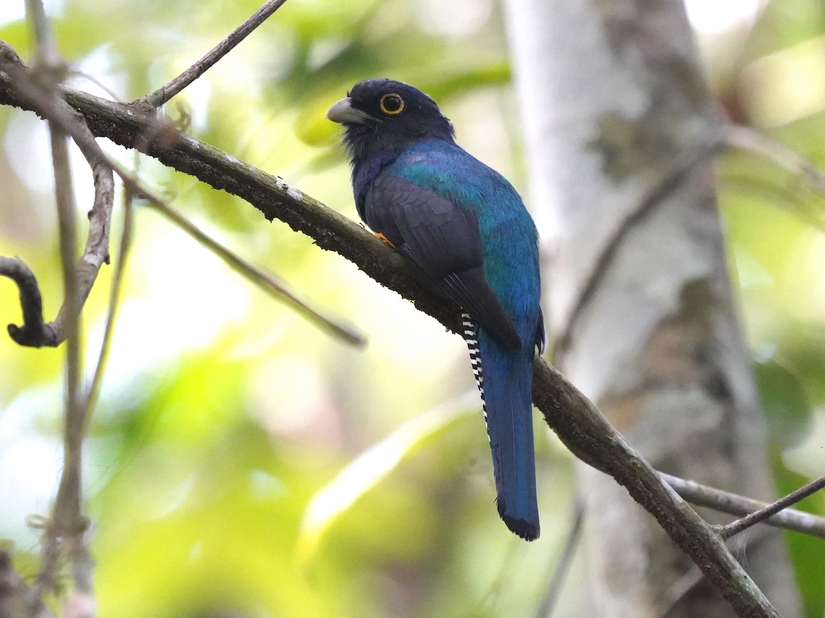 Amazonian Violaceous Trogon - ML645687477