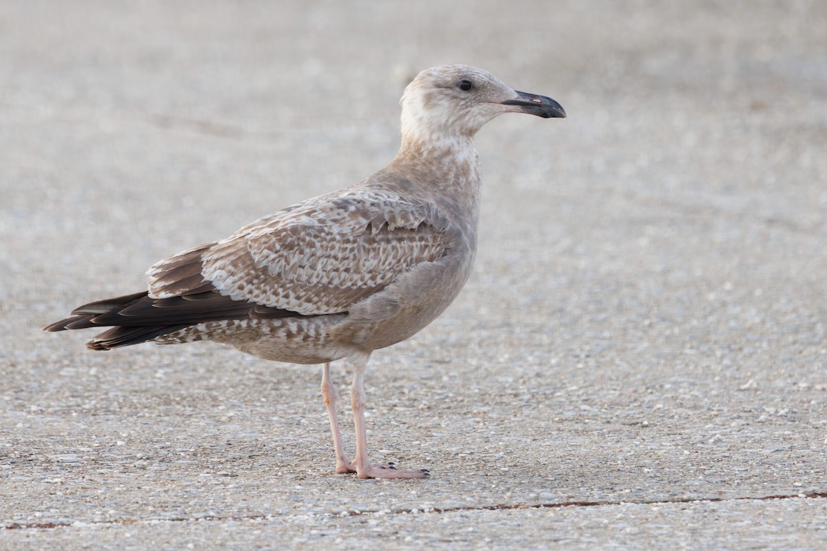 American Herring Gull - ML645687483