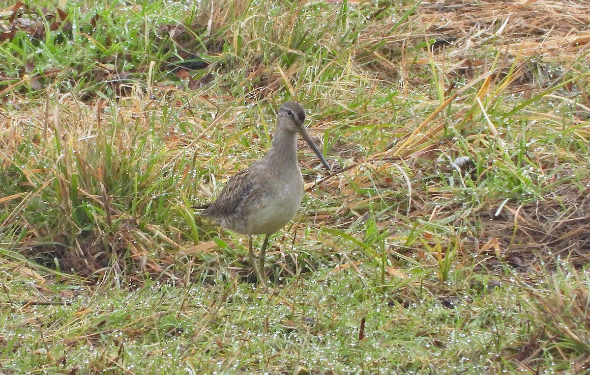 Хараалжин цууцил - ML645687485