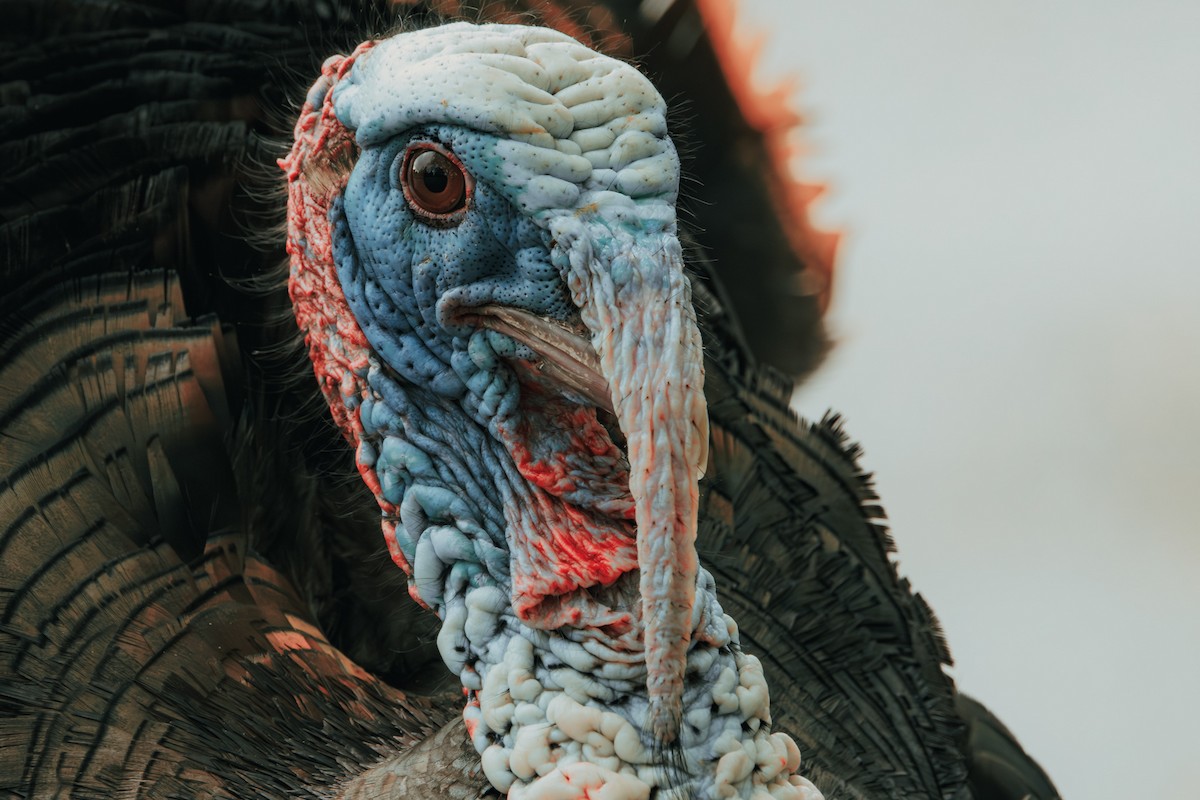 Tacchino selvatico - ML645687486