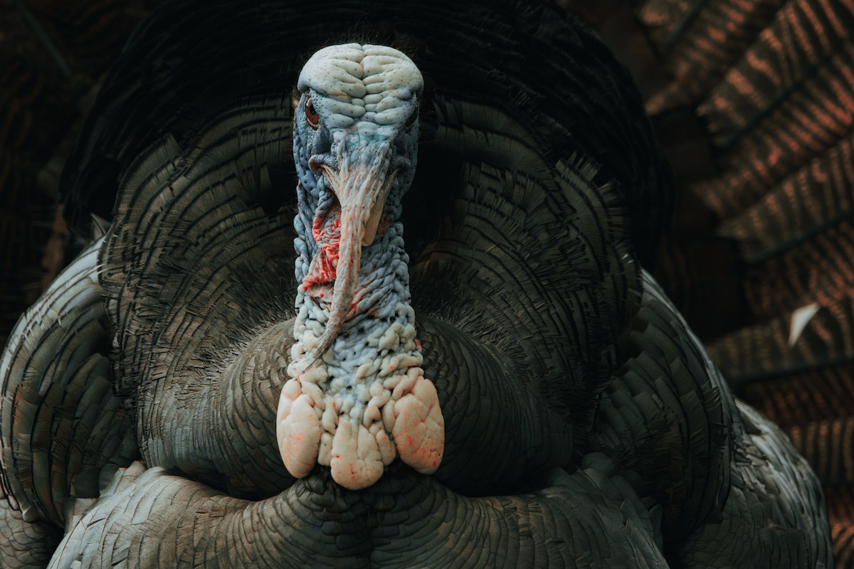 Tacchino selvatico - ML645687487