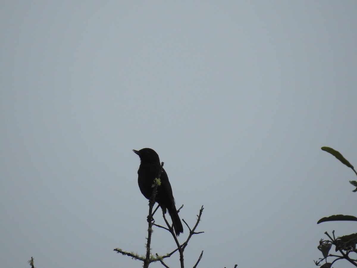 Black Flowerpiercer - ML645687488