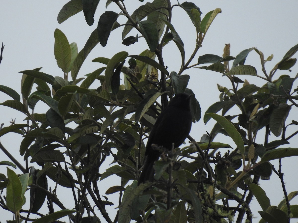 Black Flowerpiercer - ML645687489