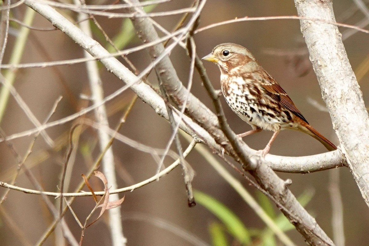 Fox Sparrow - ML645687492