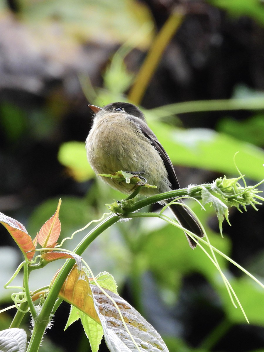 Black-capped Flycatcher - ML645687494