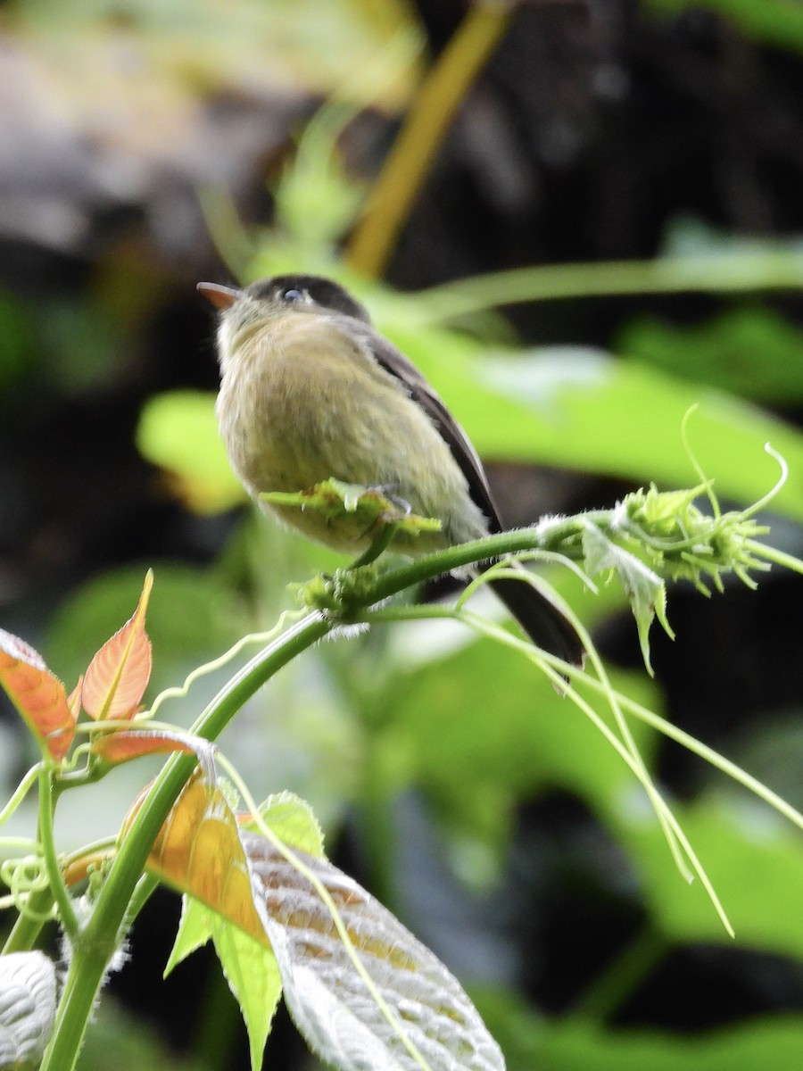 Black-capped Flycatcher - ML645687496