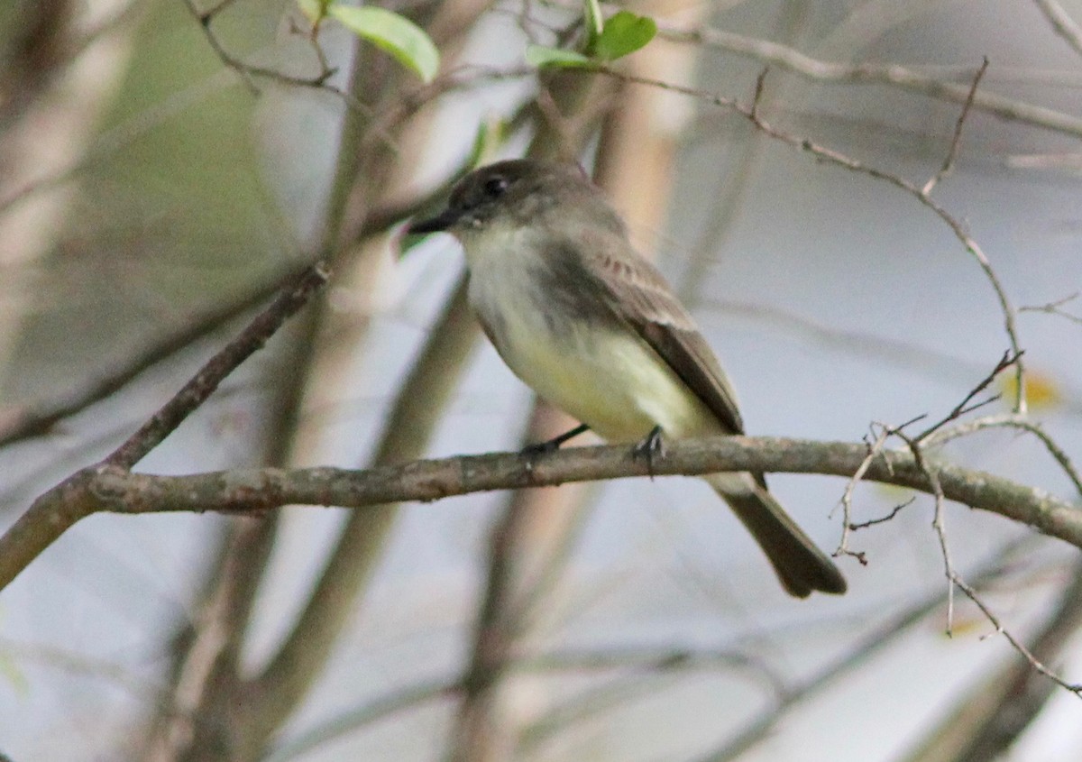 Eastern Phoebe - ML645687497