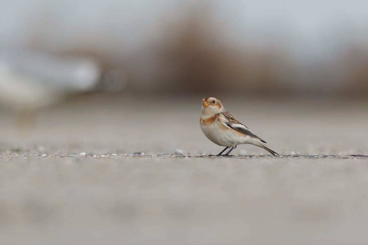 Snow Bunting - ML645687498