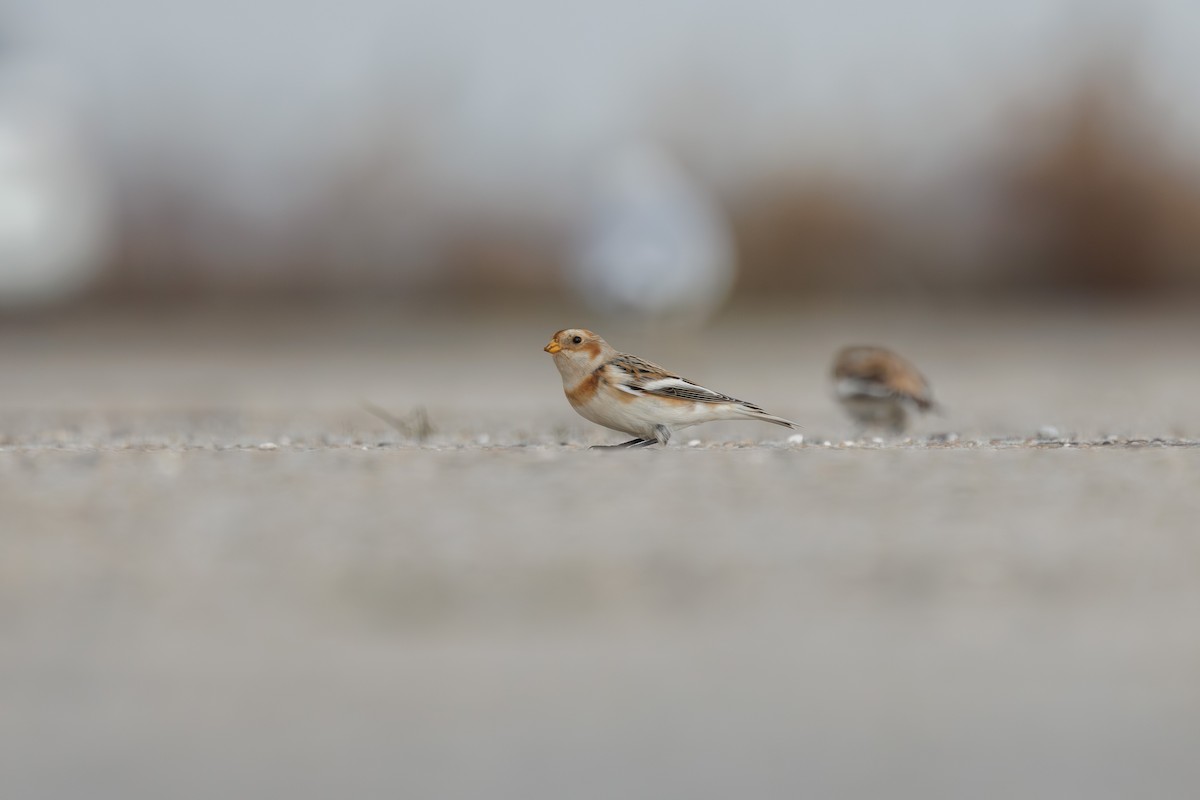 Snow Bunting - ML645687499