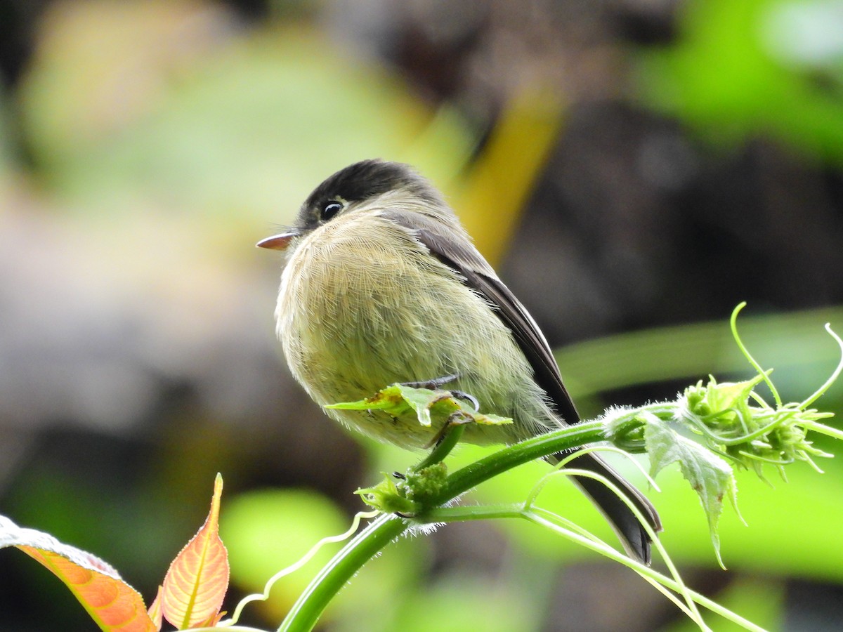 Black-capped Flycatcher - ML645687500