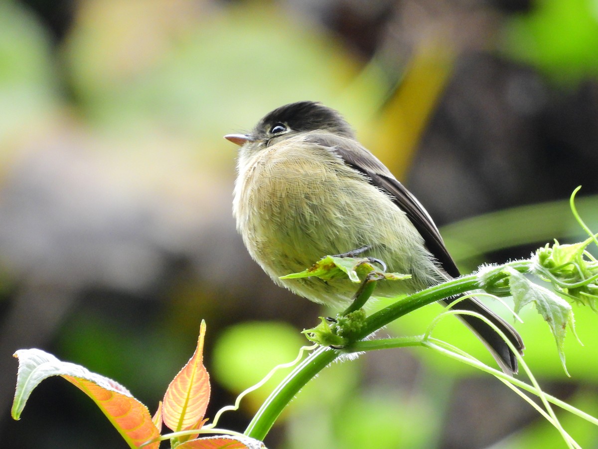 Black-capped Flycatcher - ML645687501