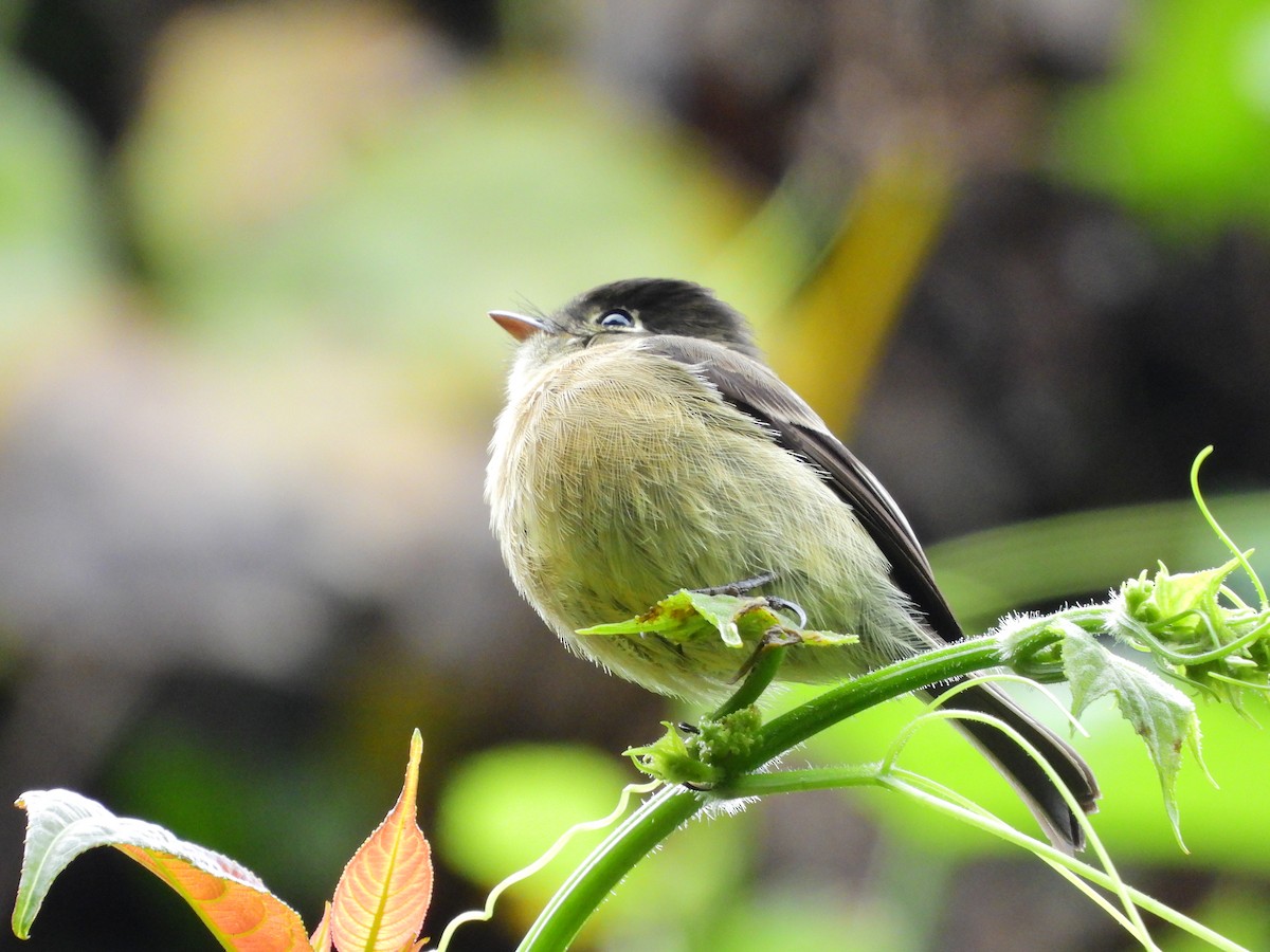 Black-capped Flycatcher - ML645687503