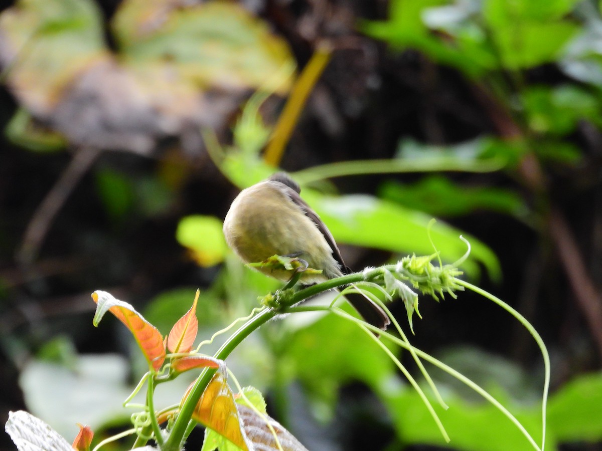 Black-capped Flycatcher - ML645687504
