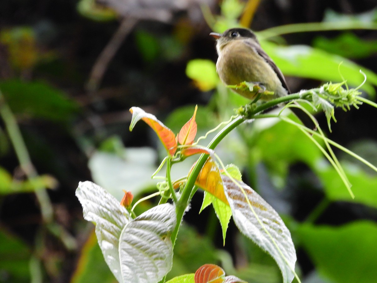 Black-capped Flycatcher - ML645687505