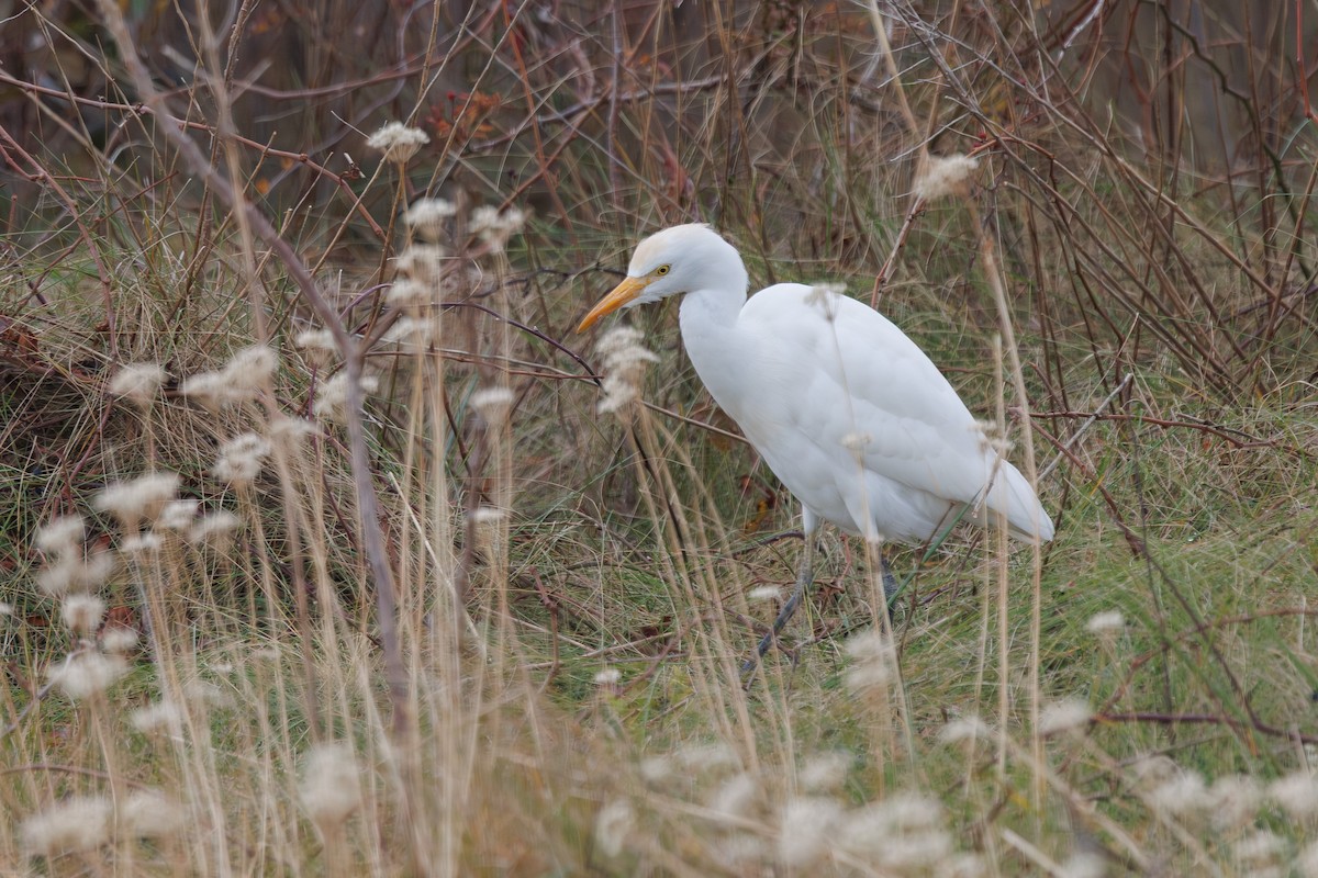 Western Cattle-Egret - ML645687516