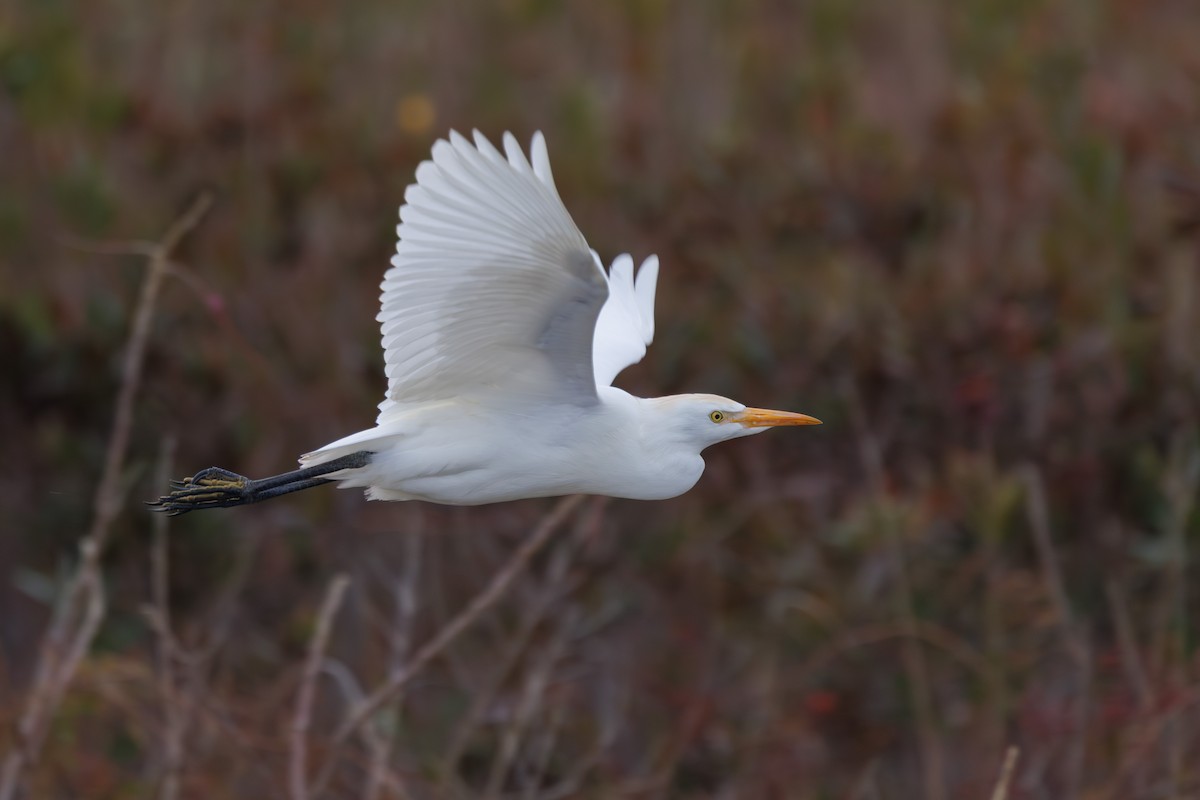 Western Cattle-Egret - ML645687517