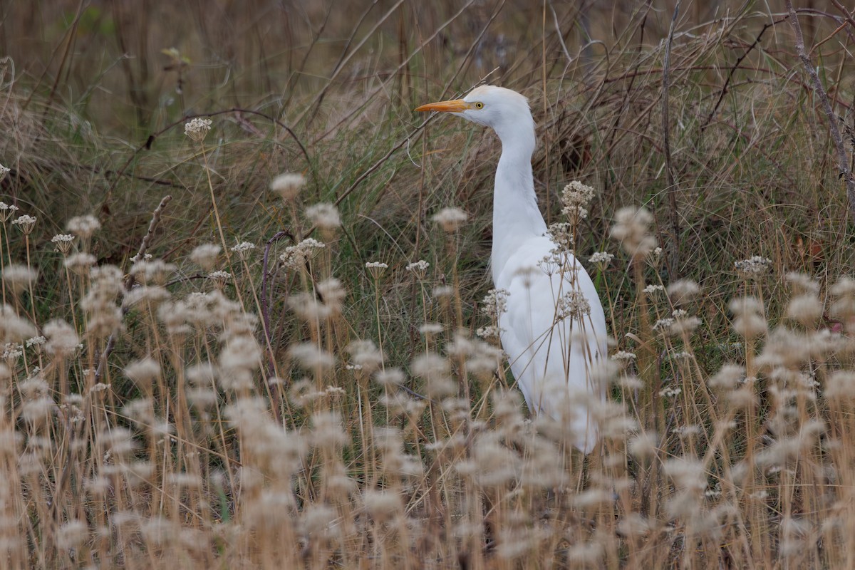 Western Cattle-Egret - ML645687520