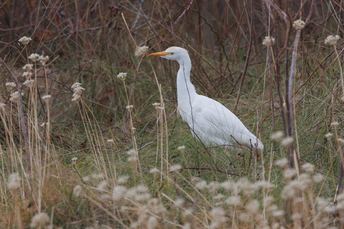 Western Cattle-Egret - ML645687521
