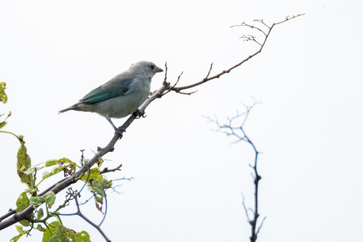 Blue-gray Tanager - ML645687522