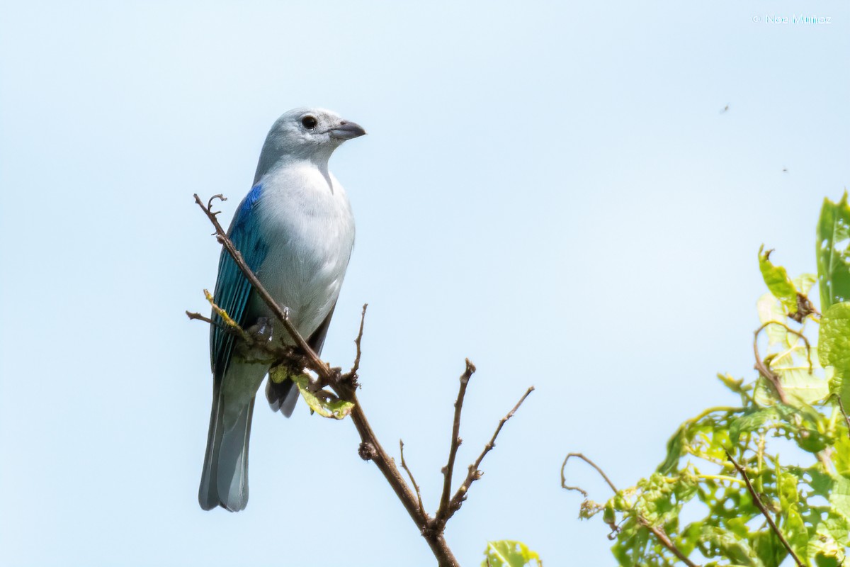 Blue-gray Tanager - ML645687523
