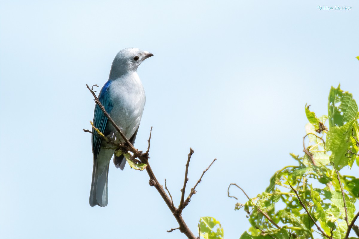 Blue-gray Tanager - ML645687524