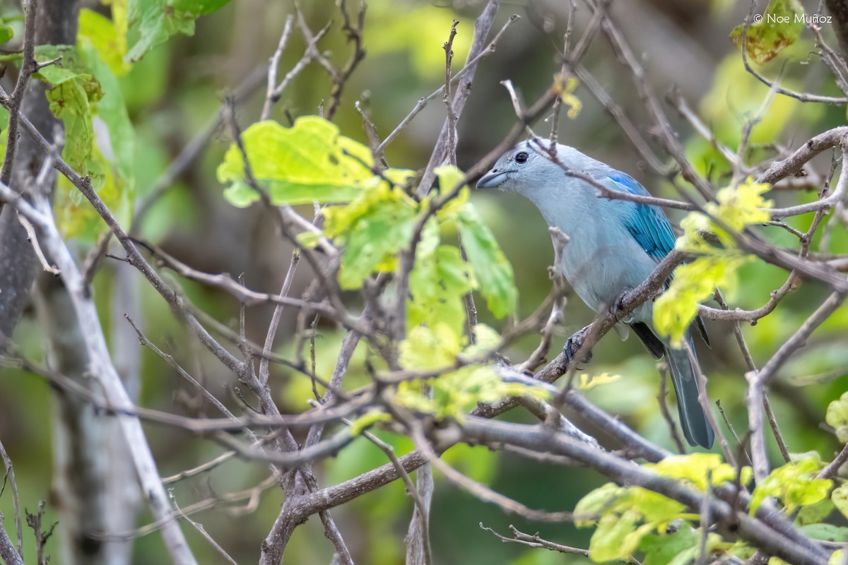 Blue-gray Tanager - ML645687525