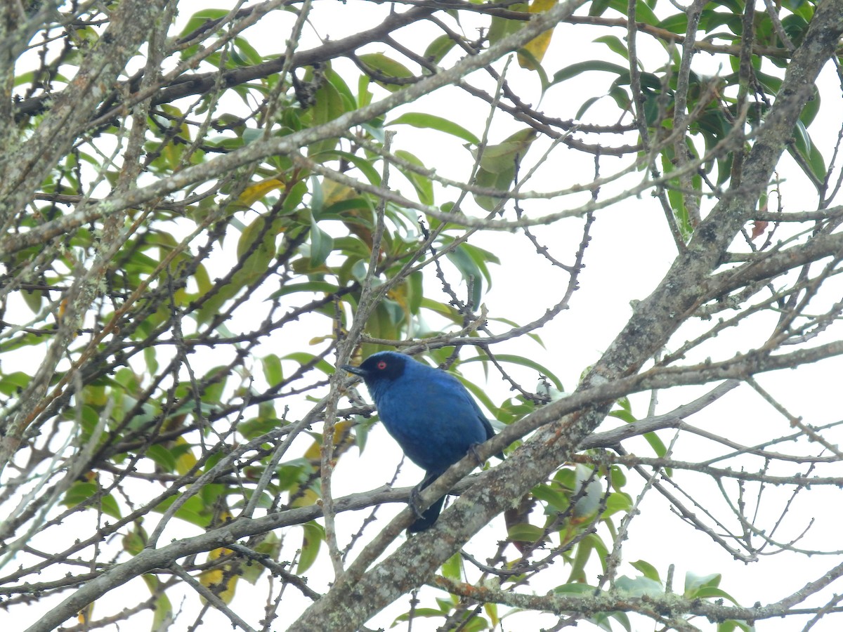 Masked Flowerpiercer - ML645687542