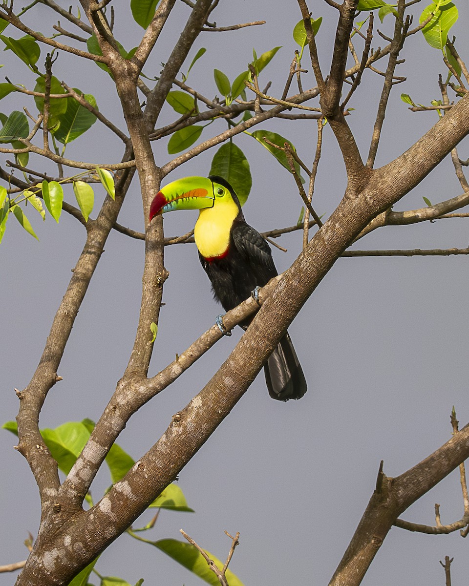 Fischertukan - ML645687543