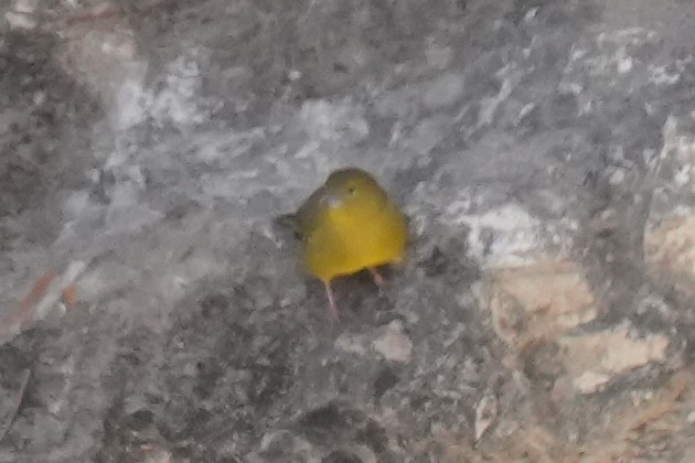 Greenish Yellow-Finch - ML645687551