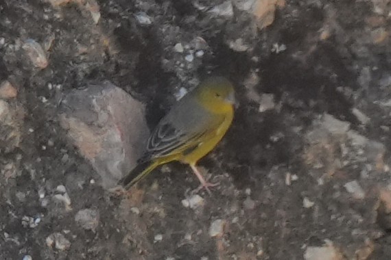 Greenish Yellow-Finch - ML645687552