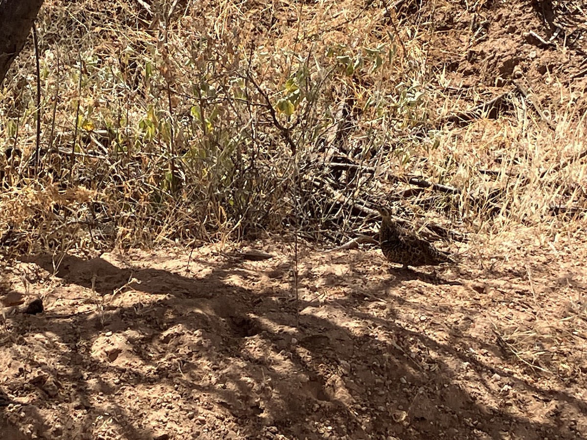Black-faced Sandgrouse - ML645687554