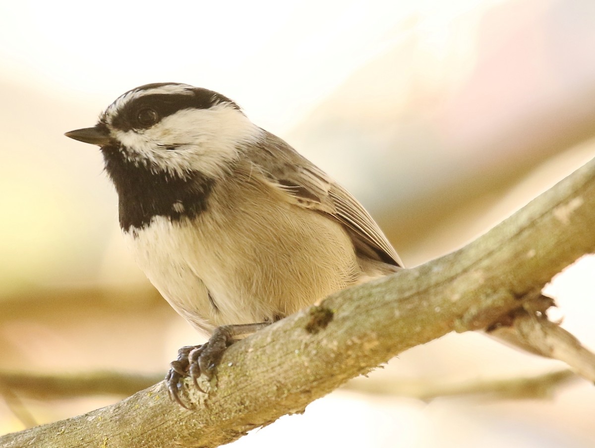 Mountain Chickadee - ML645687556