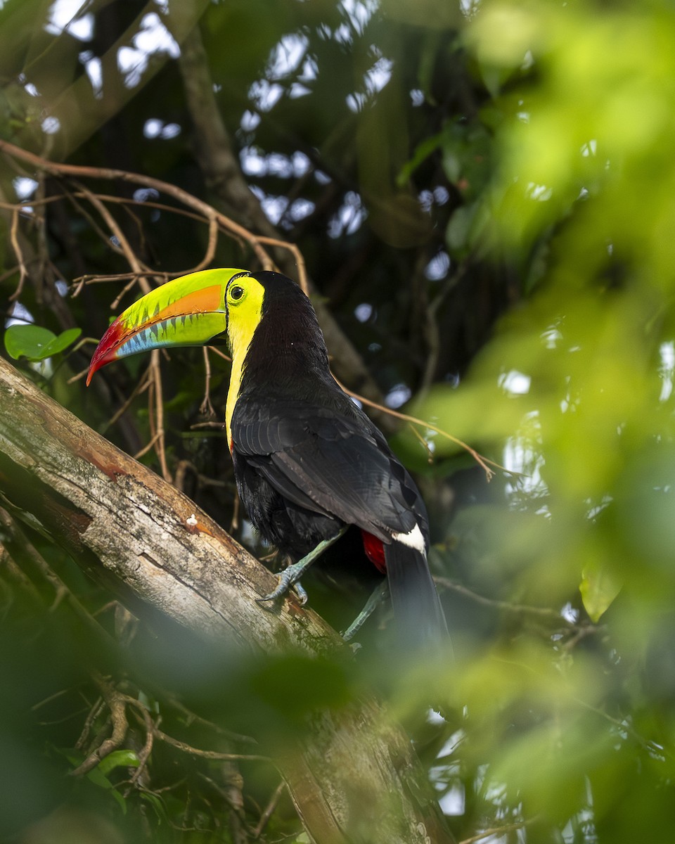 Fischertukan - ML645687557