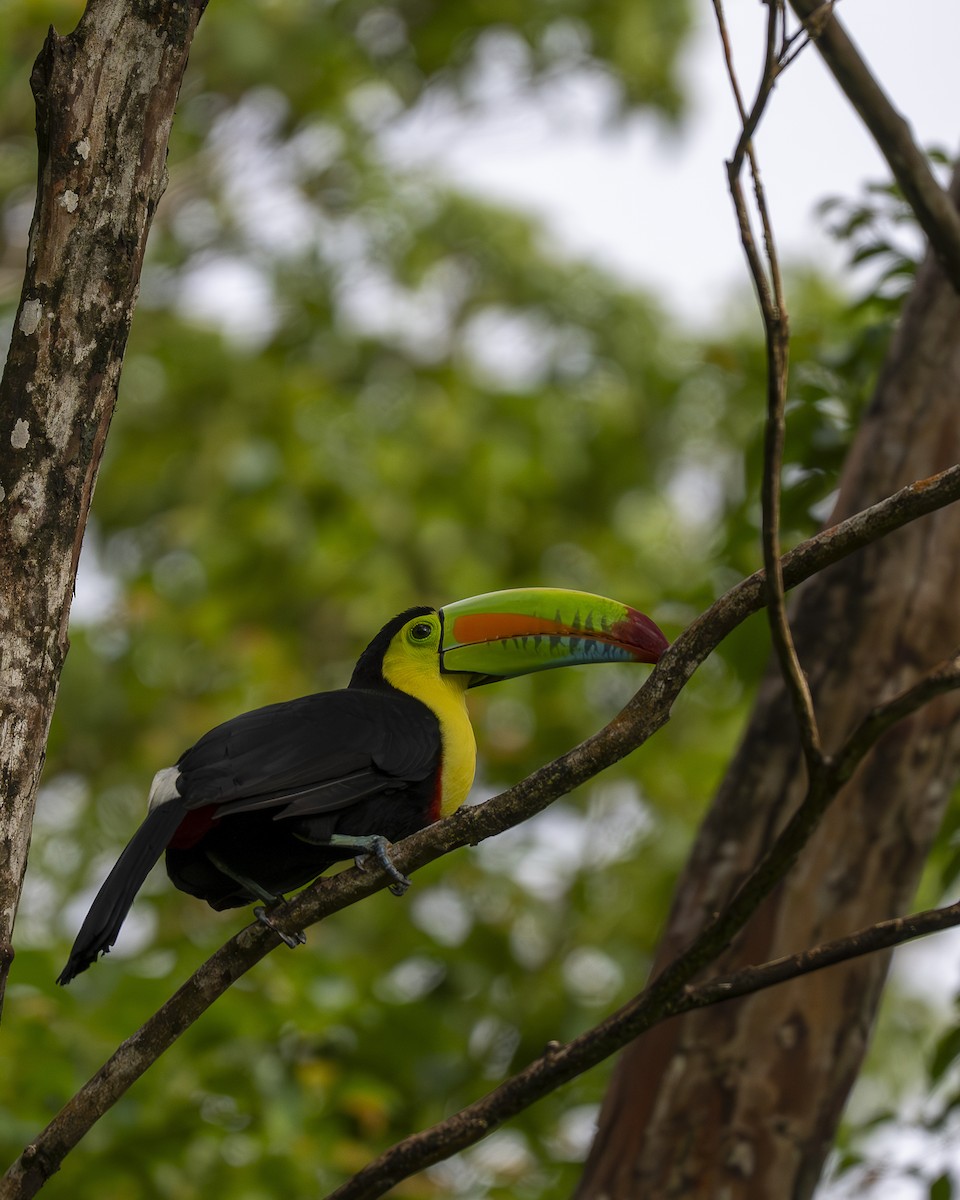 Fischertukan - ML645687558