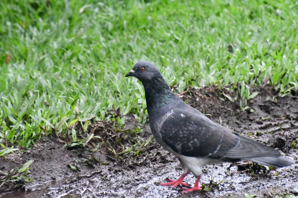 Kaya Güvercini (evcil tip) - ML645687559