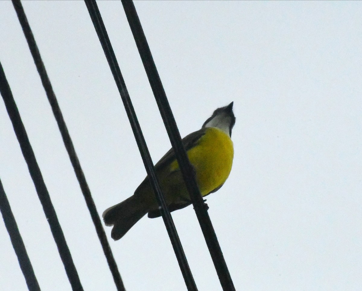 Sosyal Tiran - ML645687570