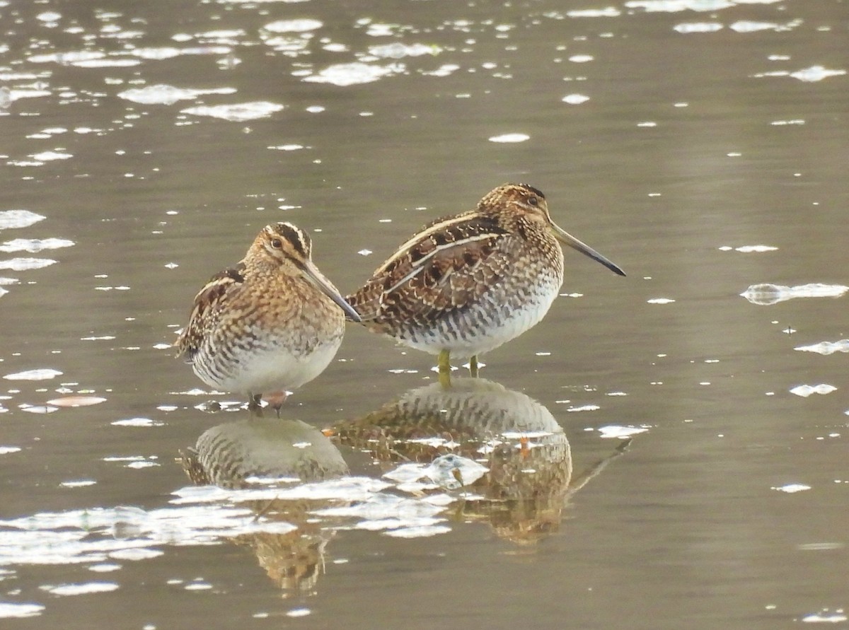 Wilson's Snipe - ML645687571