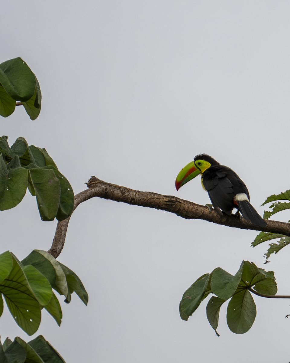 Fischertukan - ML645687576