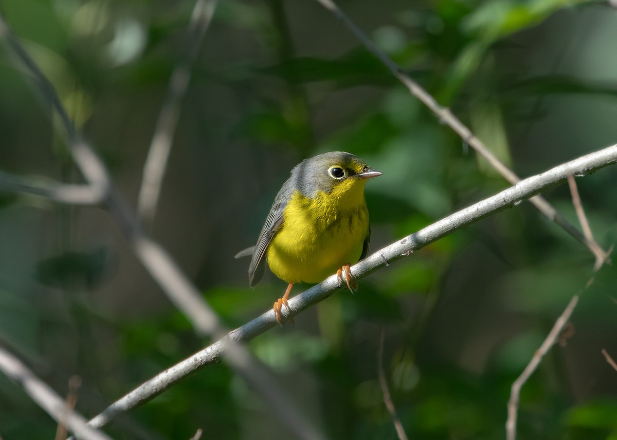 Reinita Canadiense - ML645687583