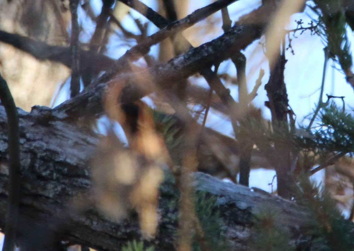 Varied Thrush - ML645687584