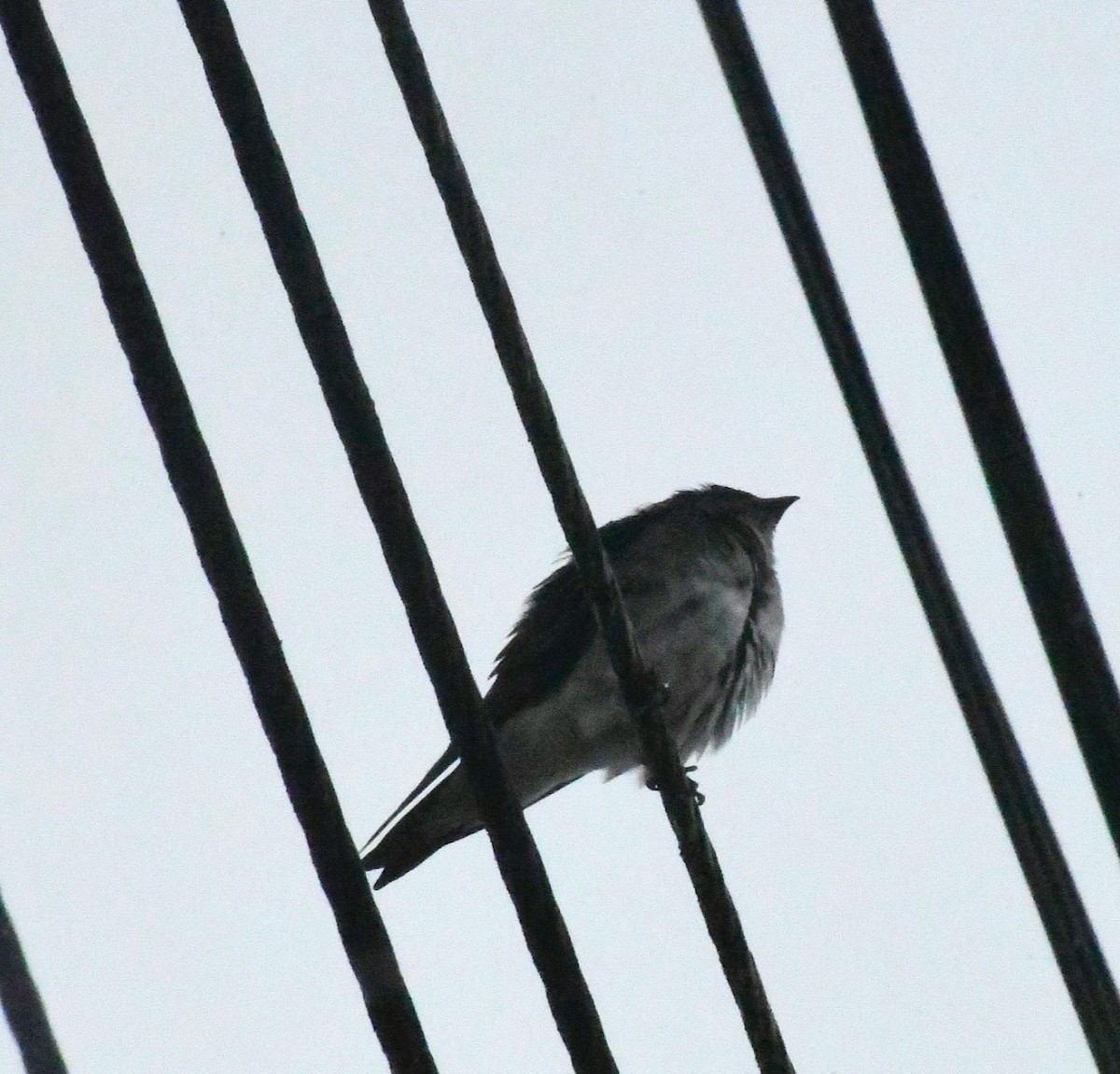 アイイロツバメ - ML645687585