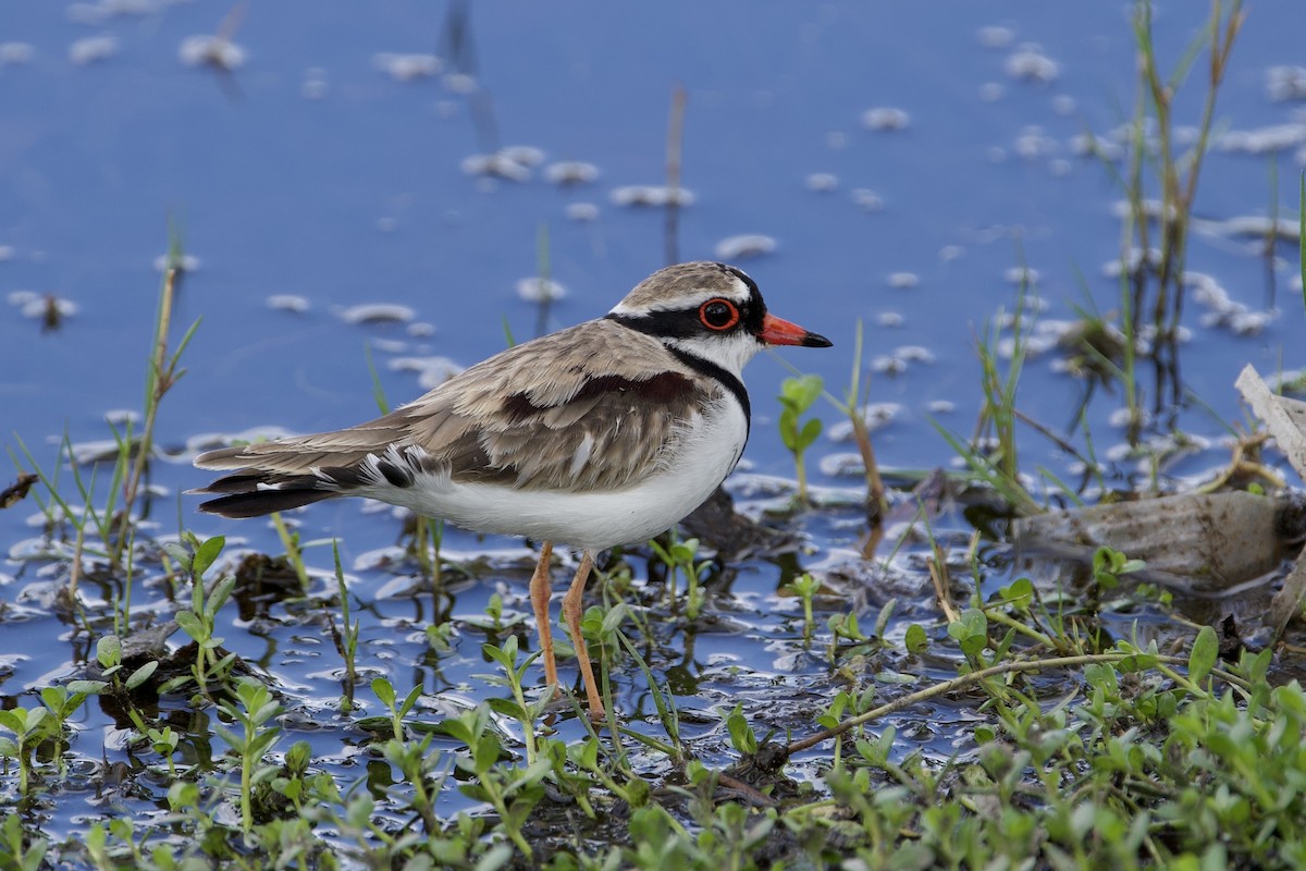 Black-fronted Dotterel - ML645687603