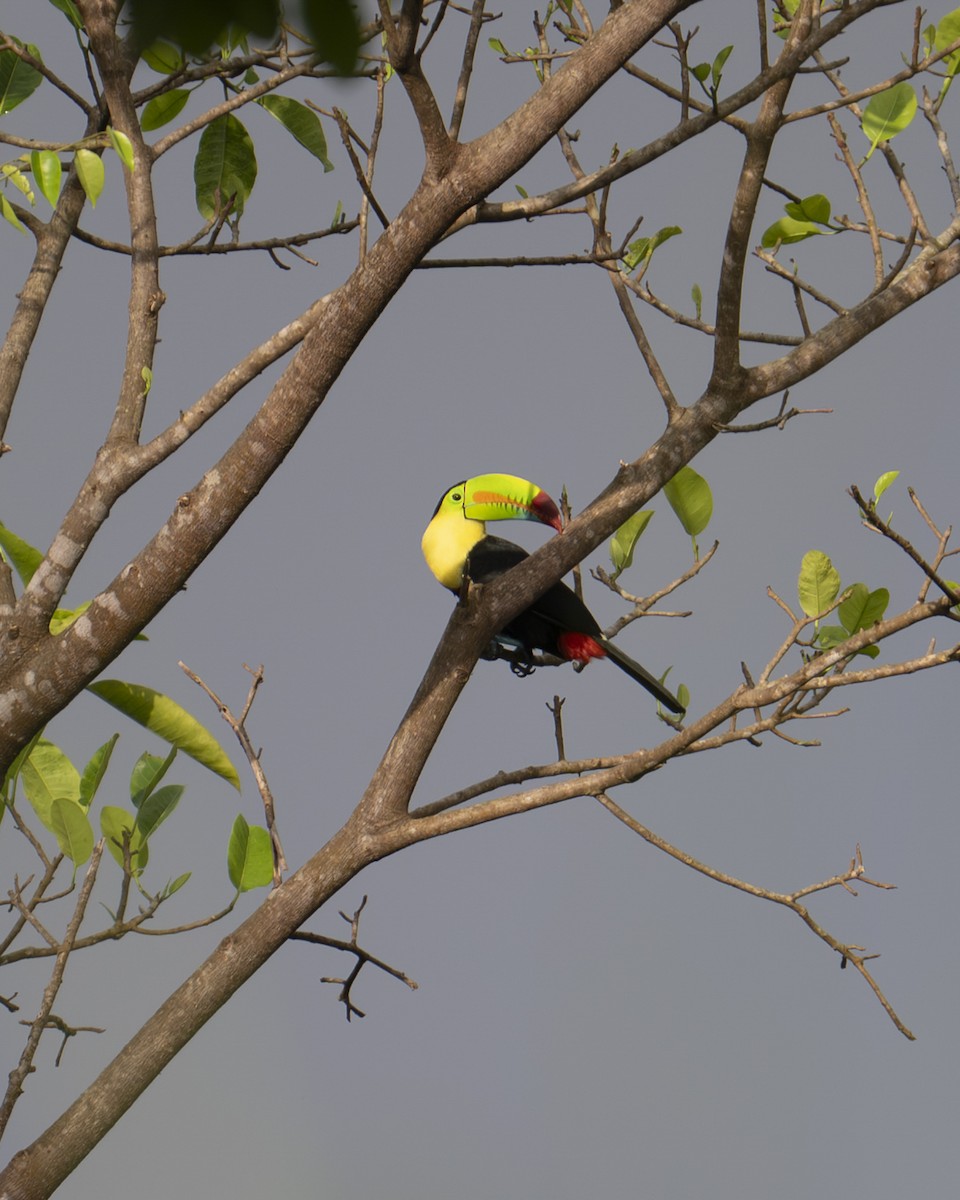 Fischertukan - ML645687611